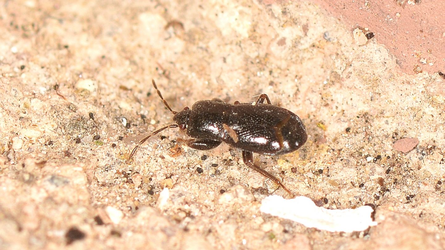 Lygaeidae: Plinthisus (Plinthisus) sp.