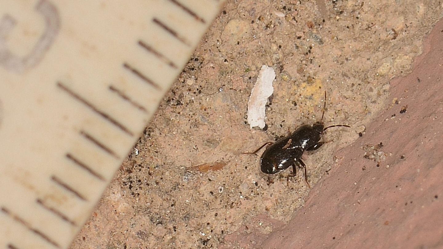 Lygaeidae: Plinthisus (Plinthisus) sp.