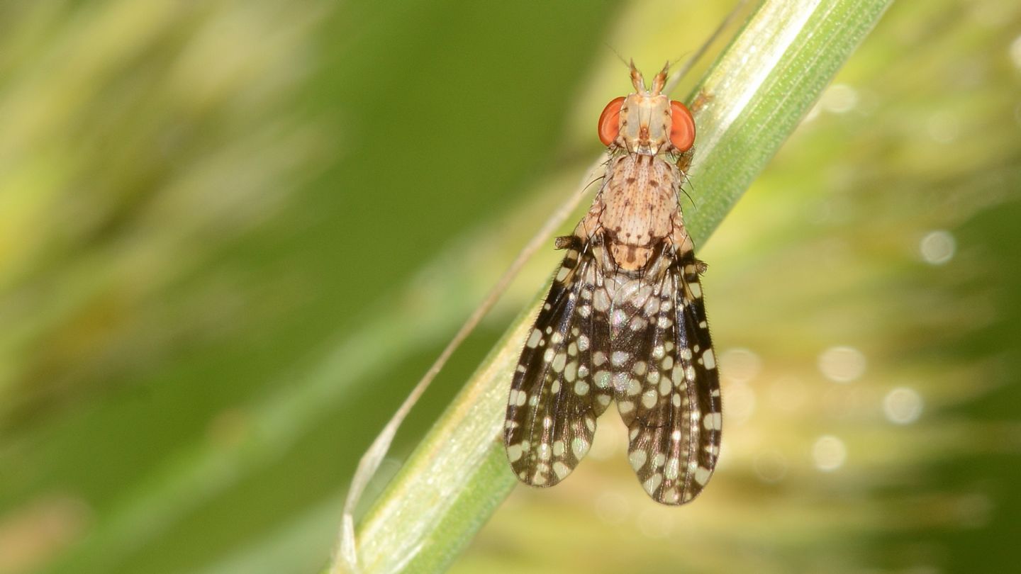 Tephritidae? No, Sciomyzidae: Trypetoptera punctulata