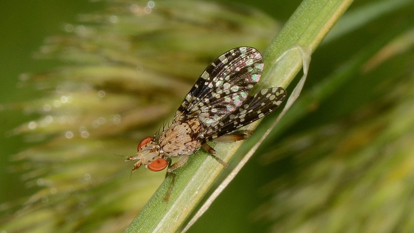 Tephritidae? No, Sciomyzidae: Trypetoptera punctulata