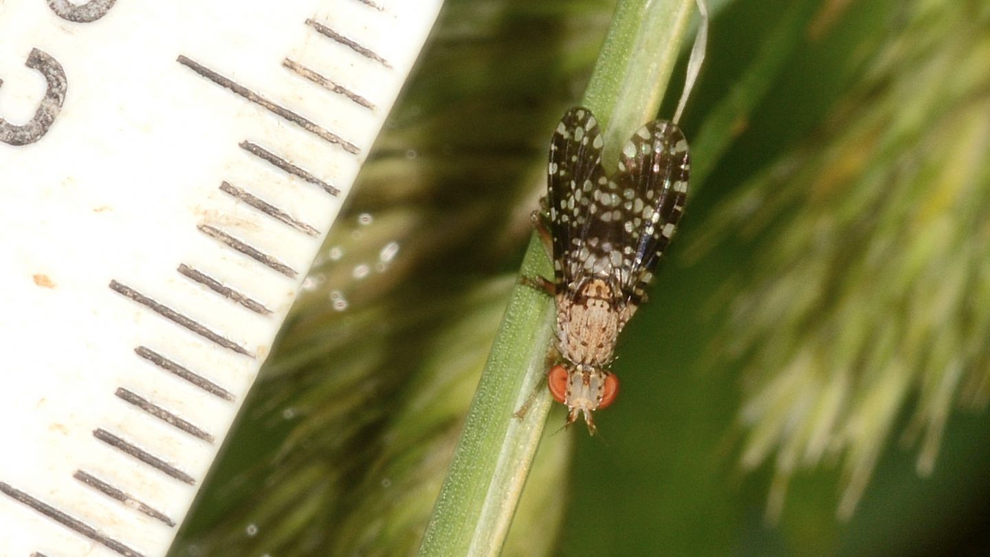 Tephritidae? No, Sciomyzidae: Trypetoptera punctulata