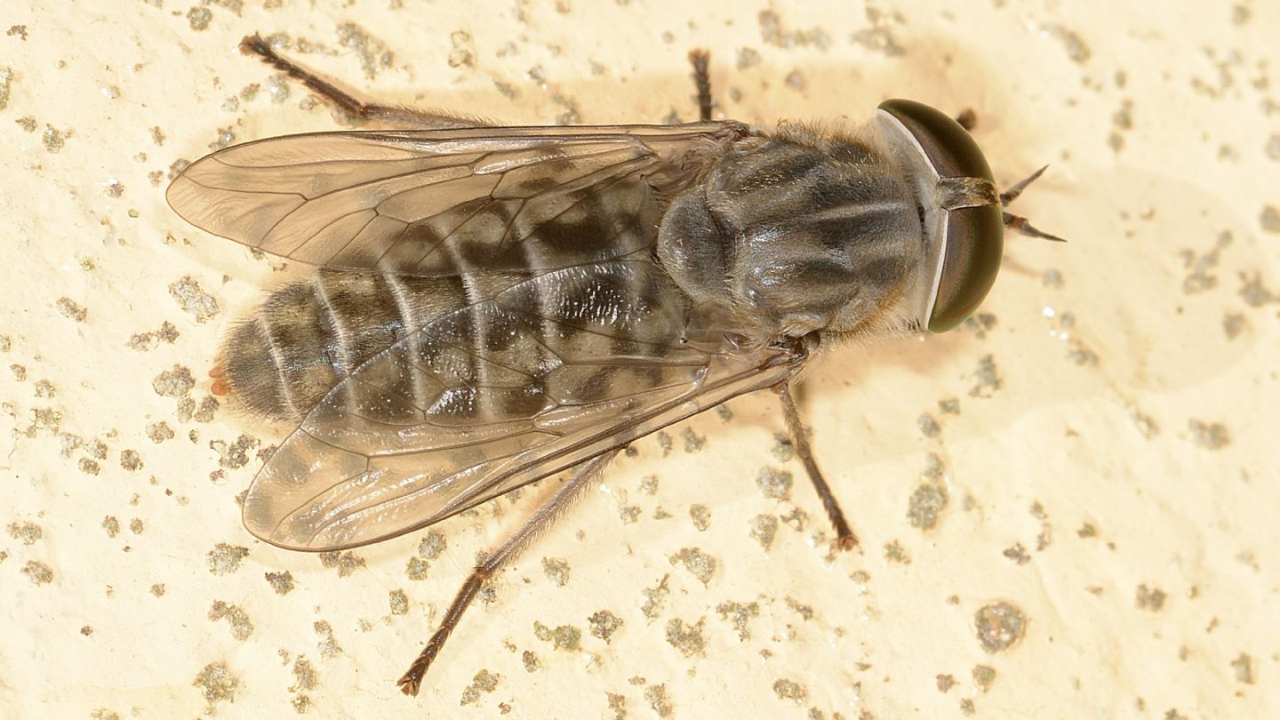 Tabanidae: Tabanus cfr. bromius, femmina