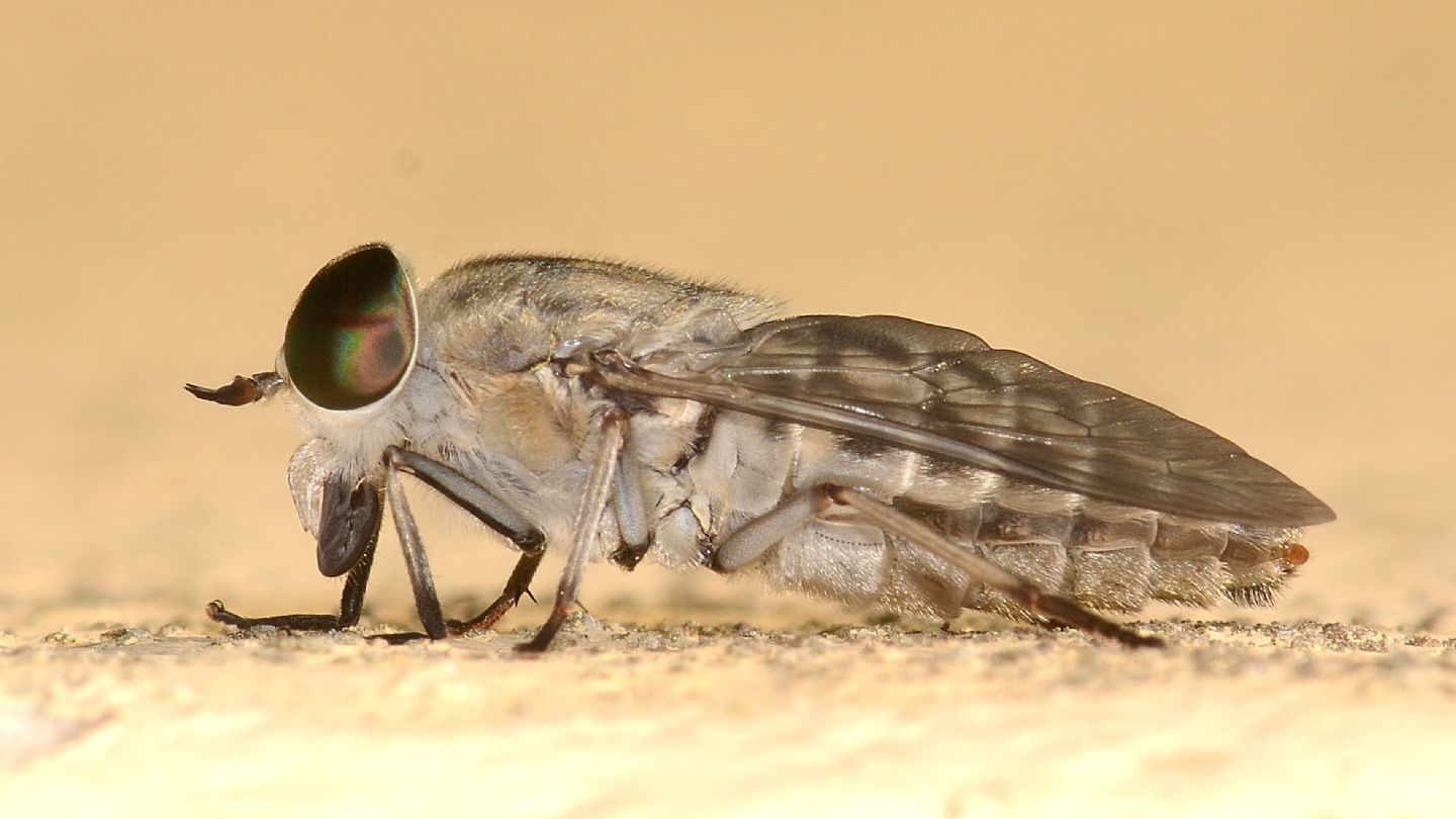 Tabanidae: Tabanus cfr. bromius, femmina