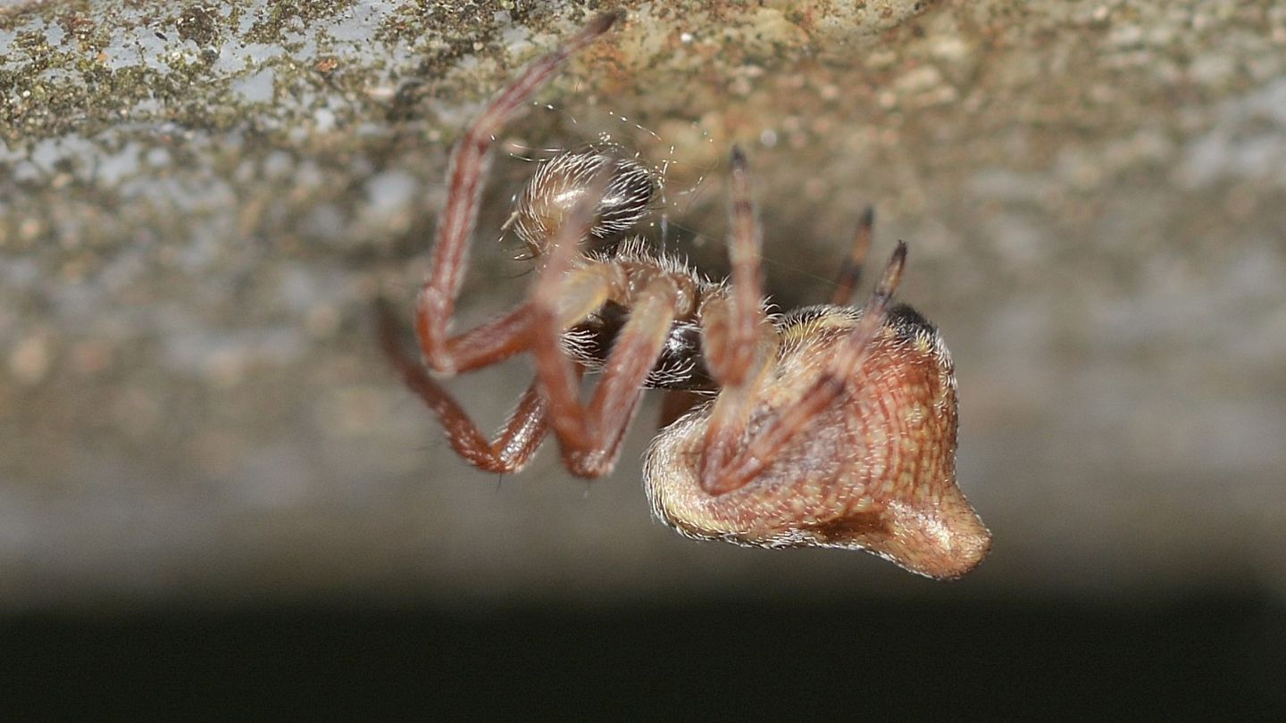 Quale Cyclosa ? Cyclosa sp., maschio subadulto - Bannio Anzino (VCO)