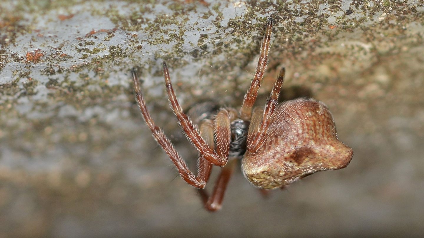 Quale Cyclosa ? Cyclosa sp., maschio subadulto - Bannio Anzino (VCO)