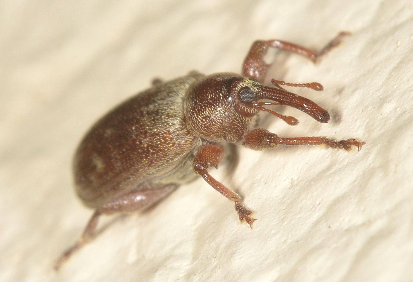 Curculionidae da id