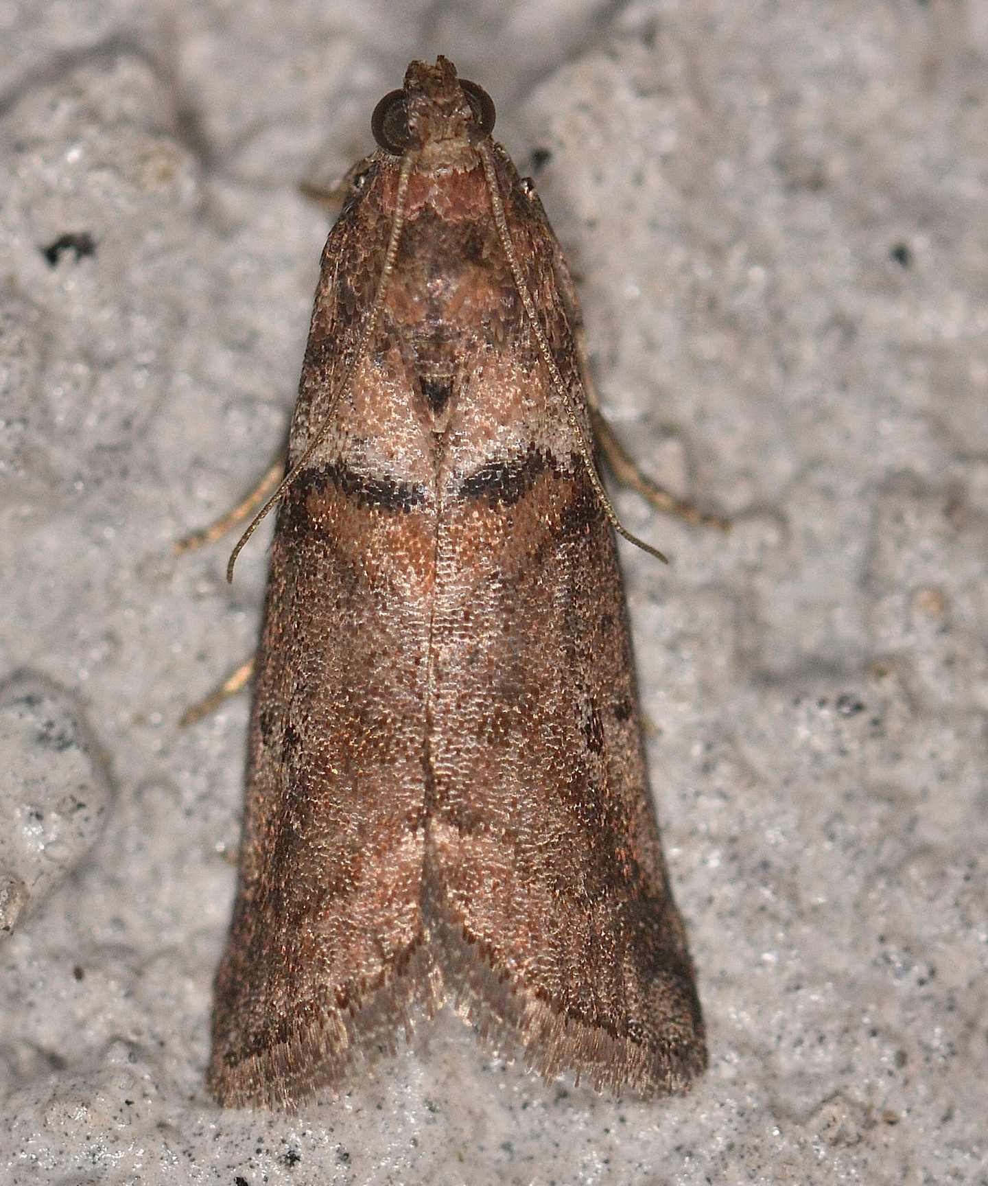 Pyralidae da id