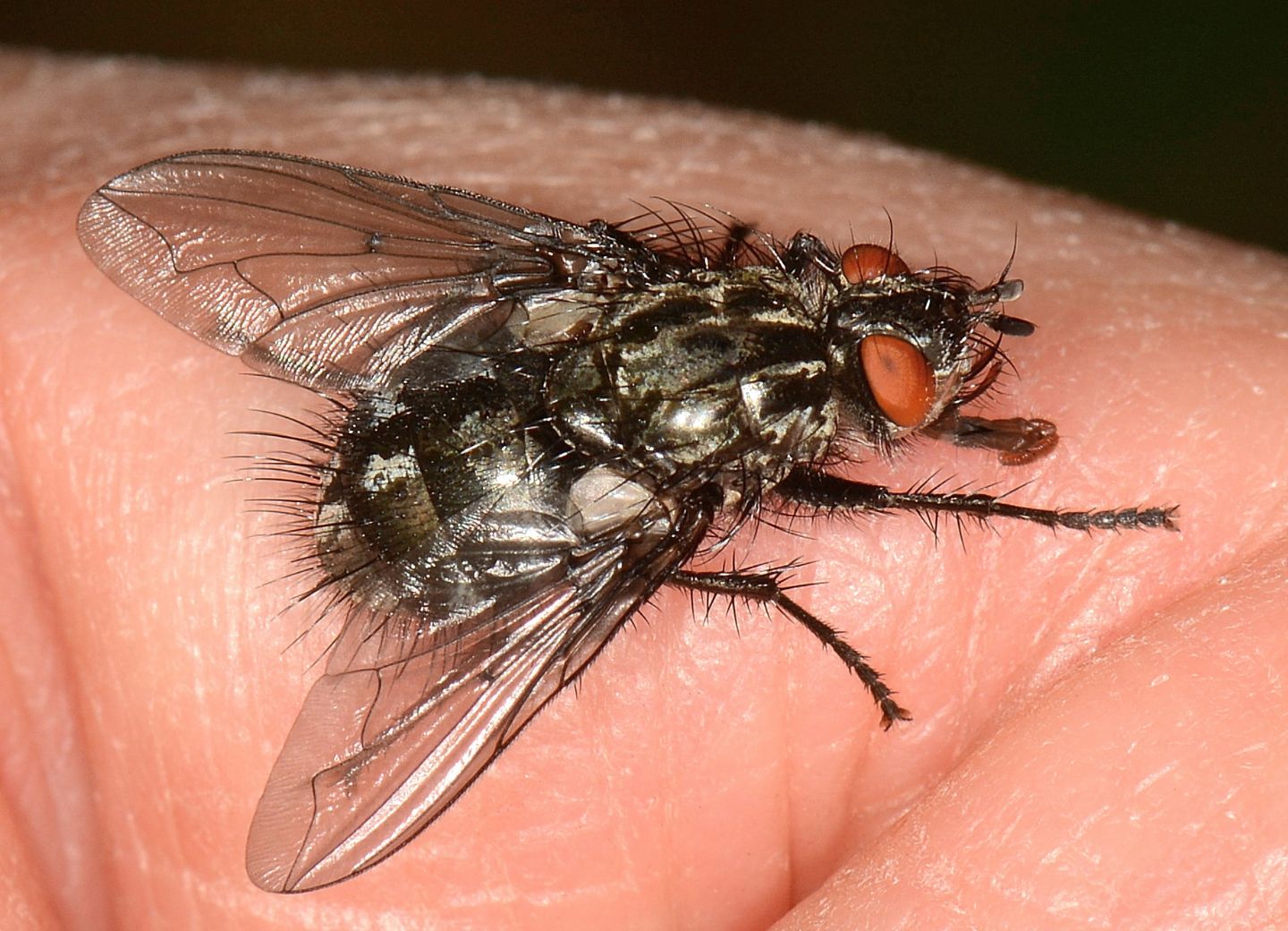 Moscone: cfr. Tachinidae sp.