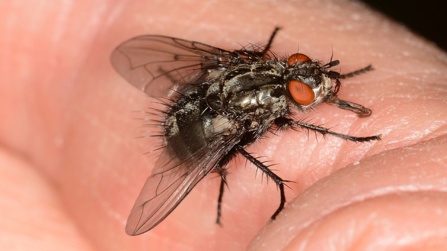 Moscone: cfr. Tachinidae sp.