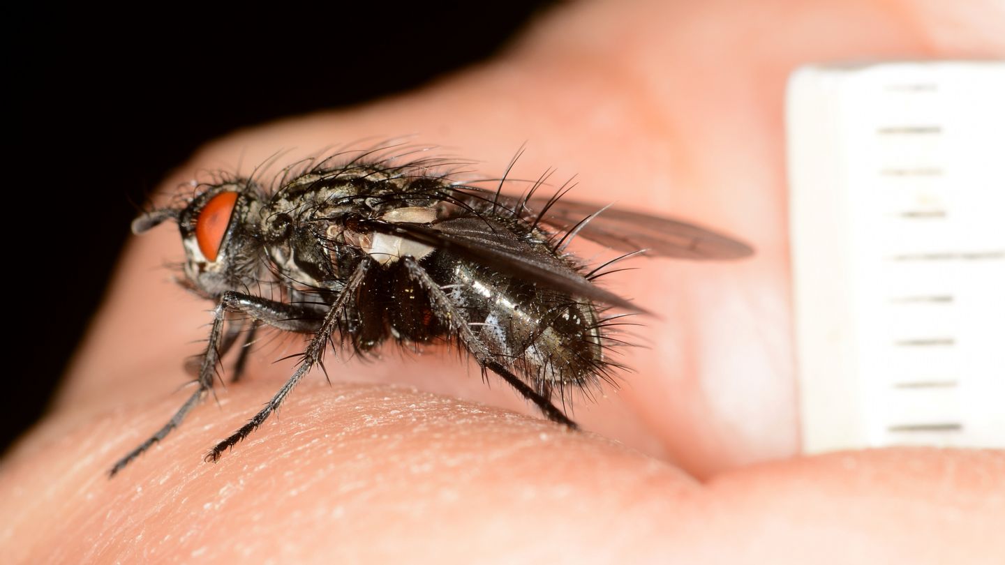 Moscone: cfr. Tachinidae sp.