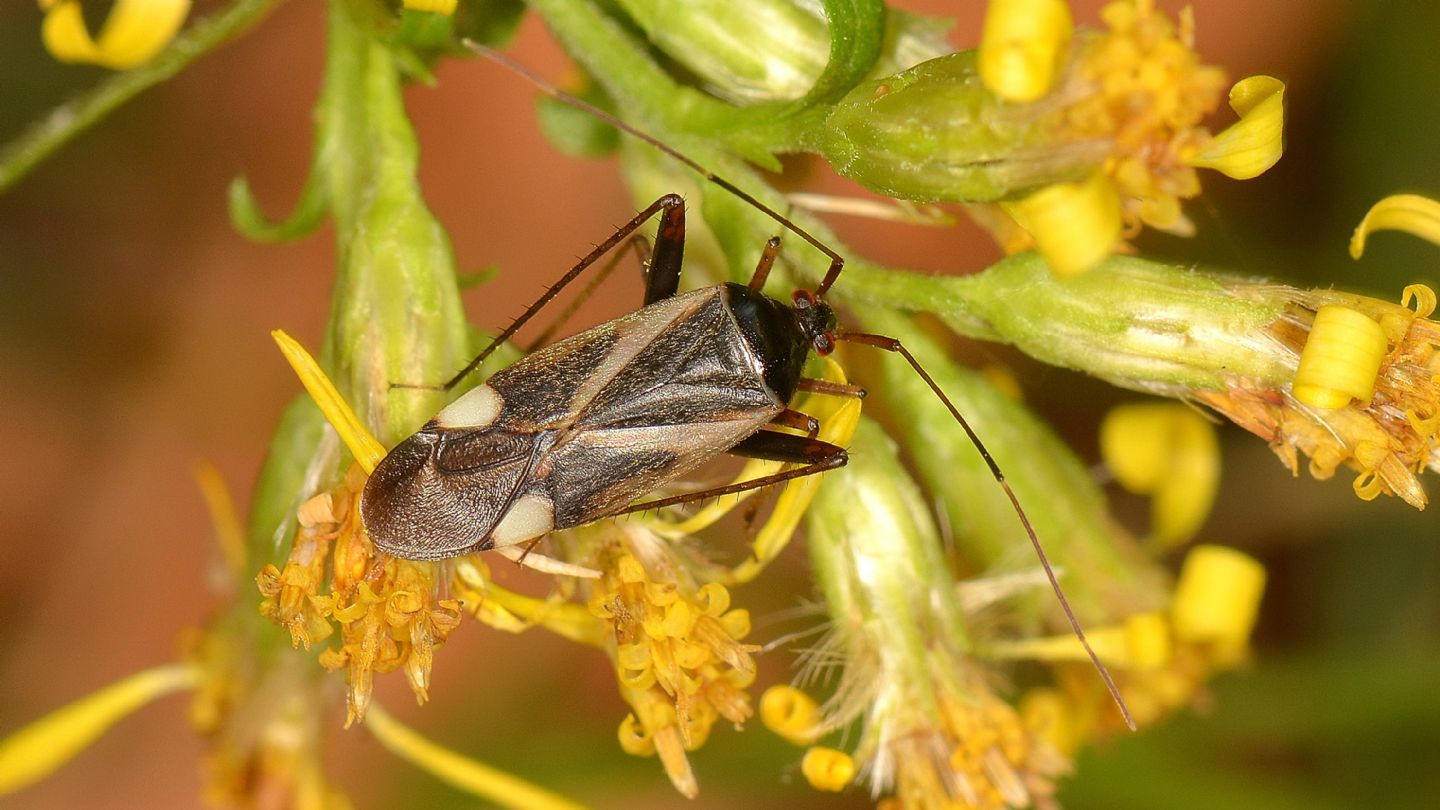 Miridae: Adelphocoris reichelii