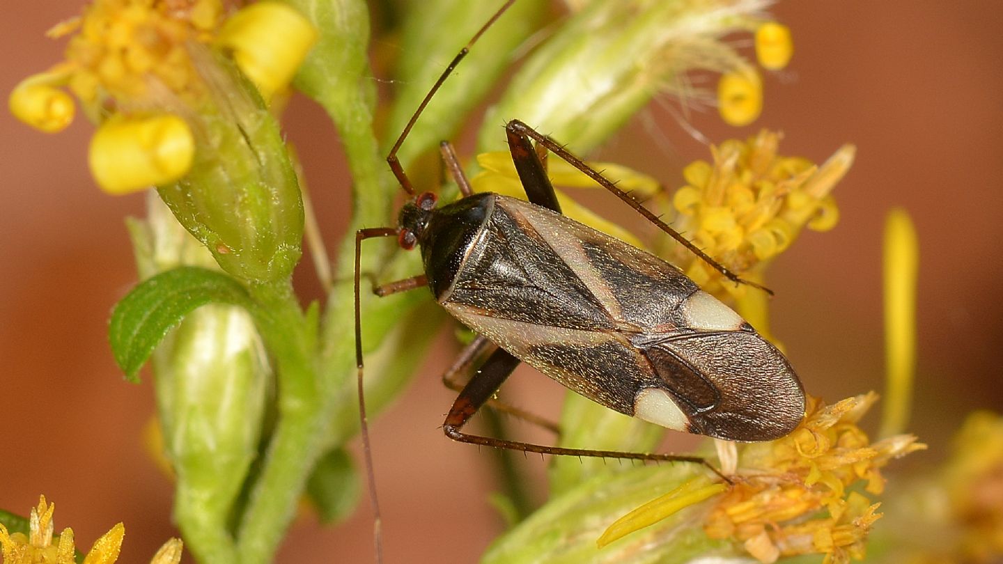 Miridae: Adelphocoris reichelii