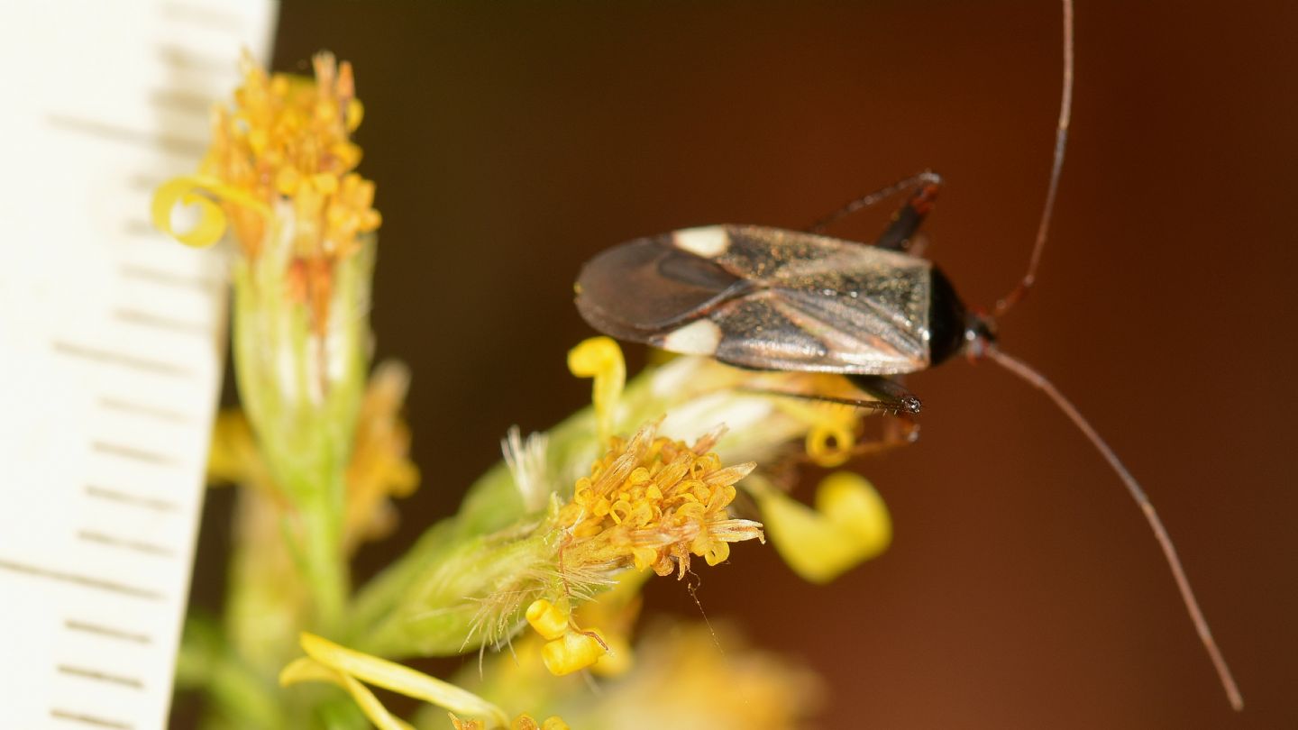 Miridae: Adelphocoris reichelii