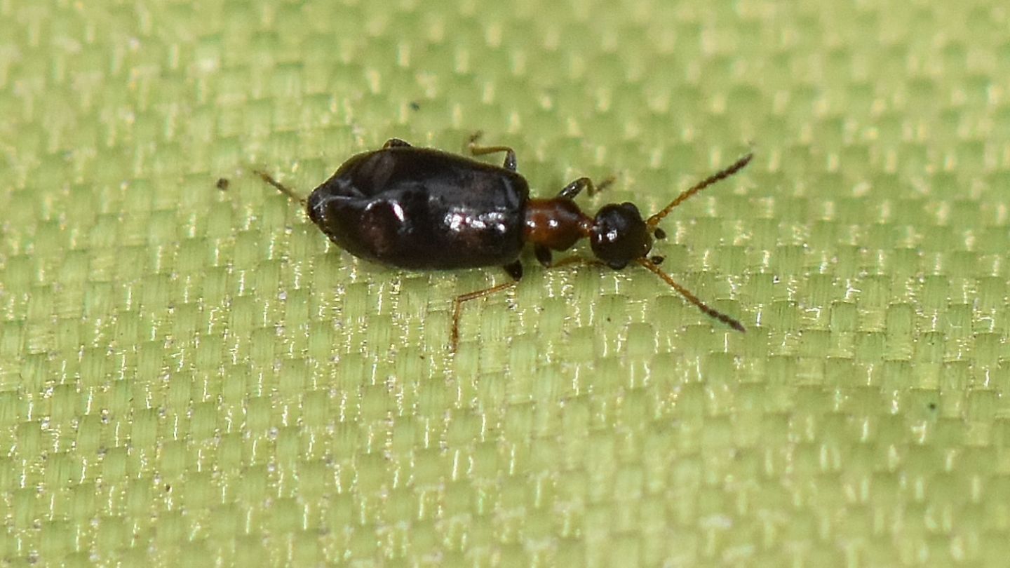 Anthicidae: Microhoria cfr. terminata