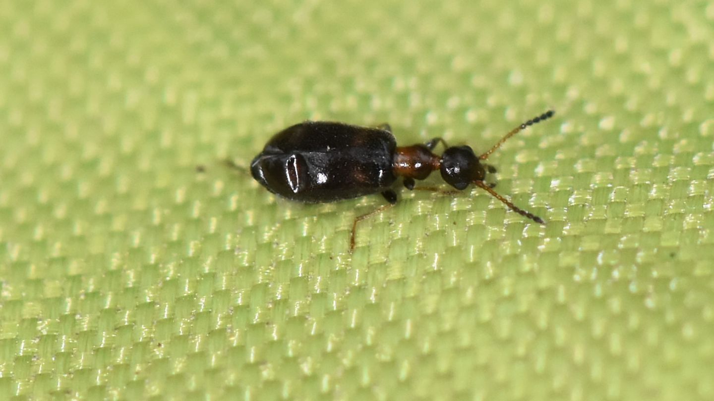 Anthicidae: Microhoria cfr. terminata