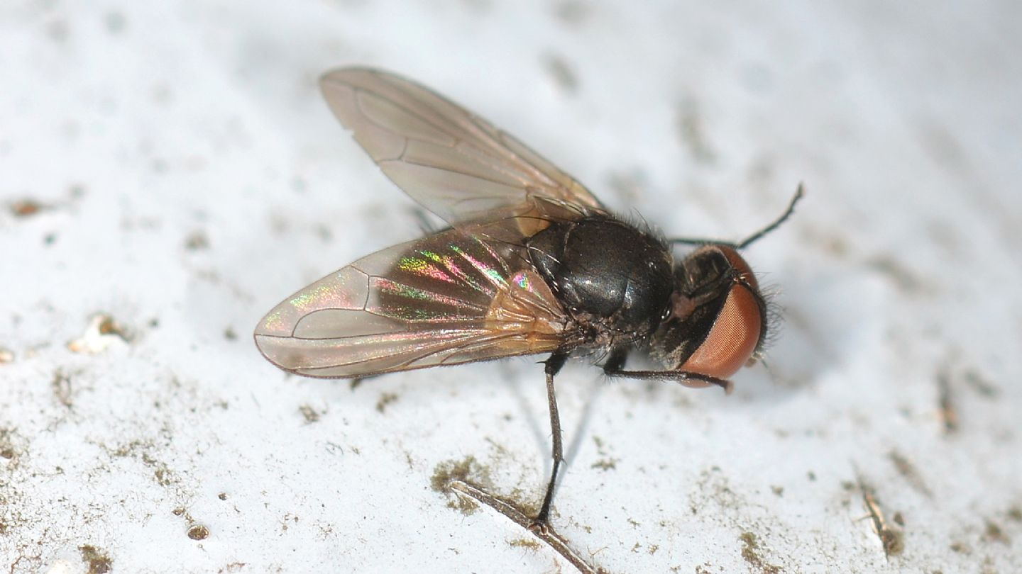 Tachinidae: Phasia cfr. barbifrons