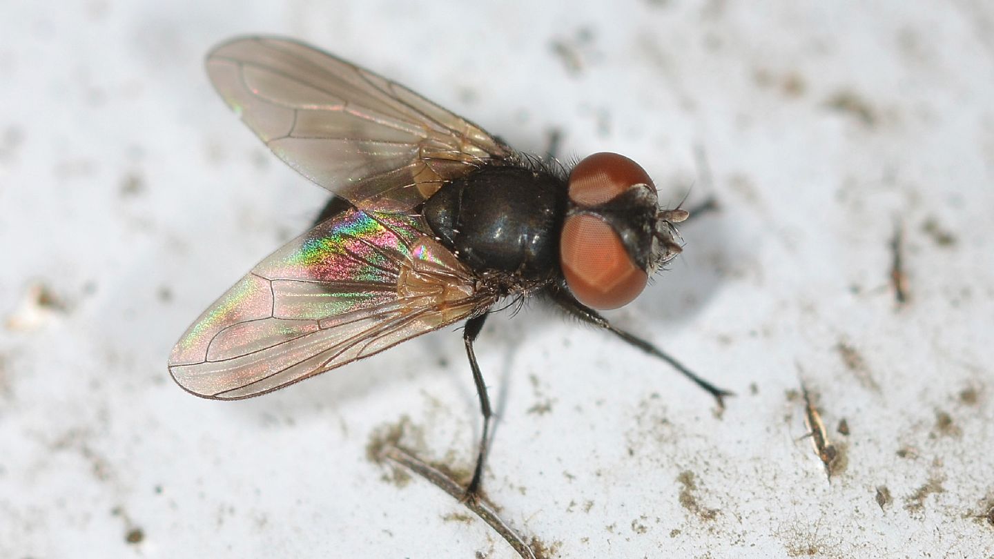 Tachinidae: Phasia cfr. barbifrons