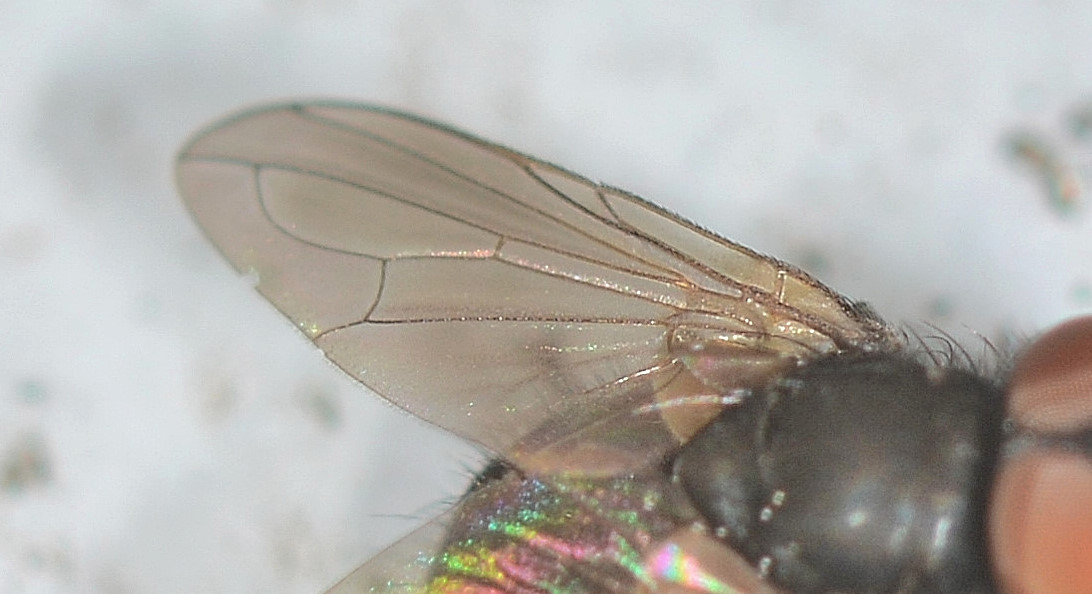 Tachinidae: Phasia cfr. barbifrons