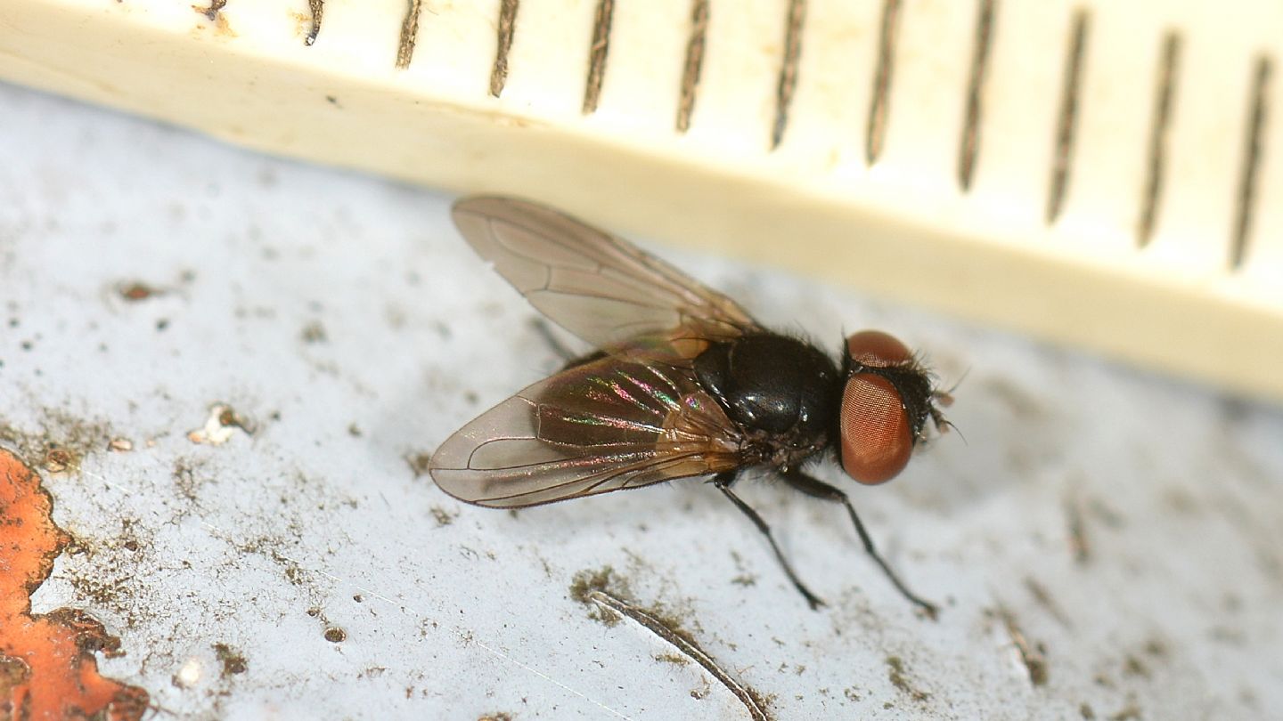 Tachinidae: Phasia cfr. barbifrons