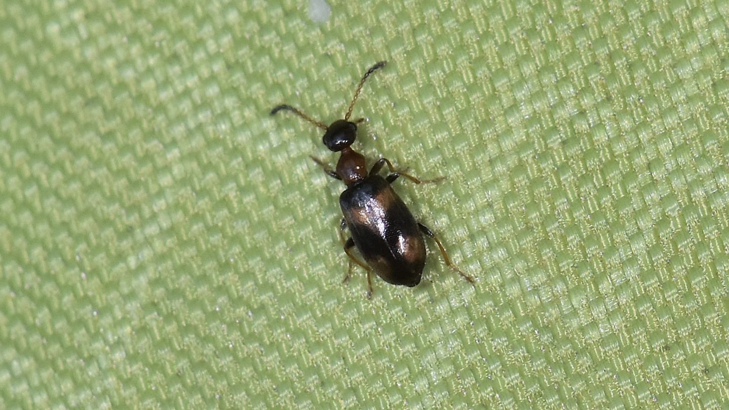 Anthicidae: Microhoria terminata