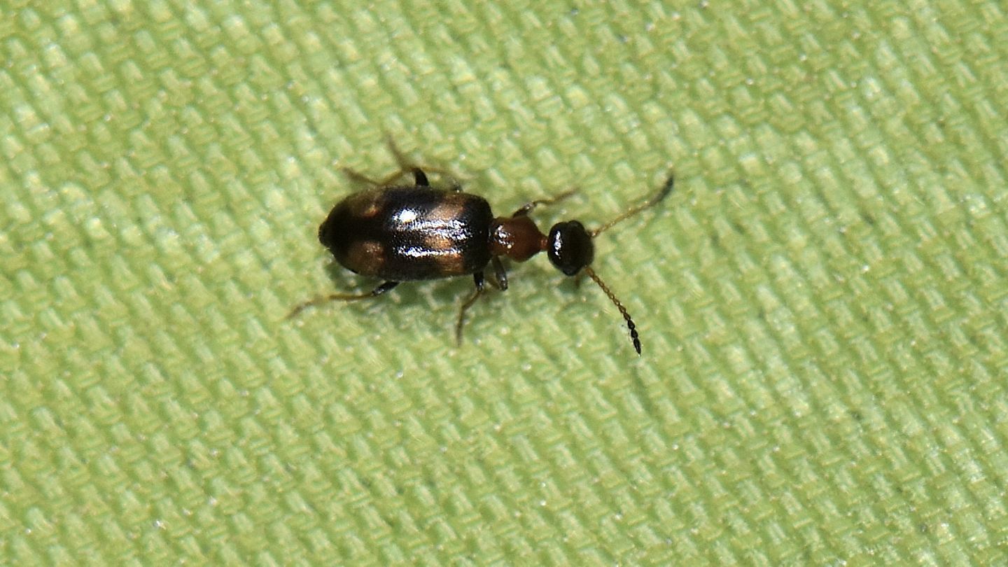 Anthicidae: Microhoria terminata