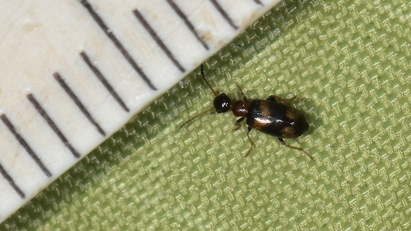 Anthicidae: Microhoria terminata