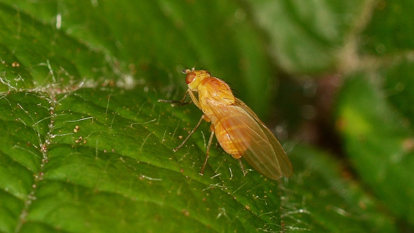 Lauxaniidae: Sapromyza sp.