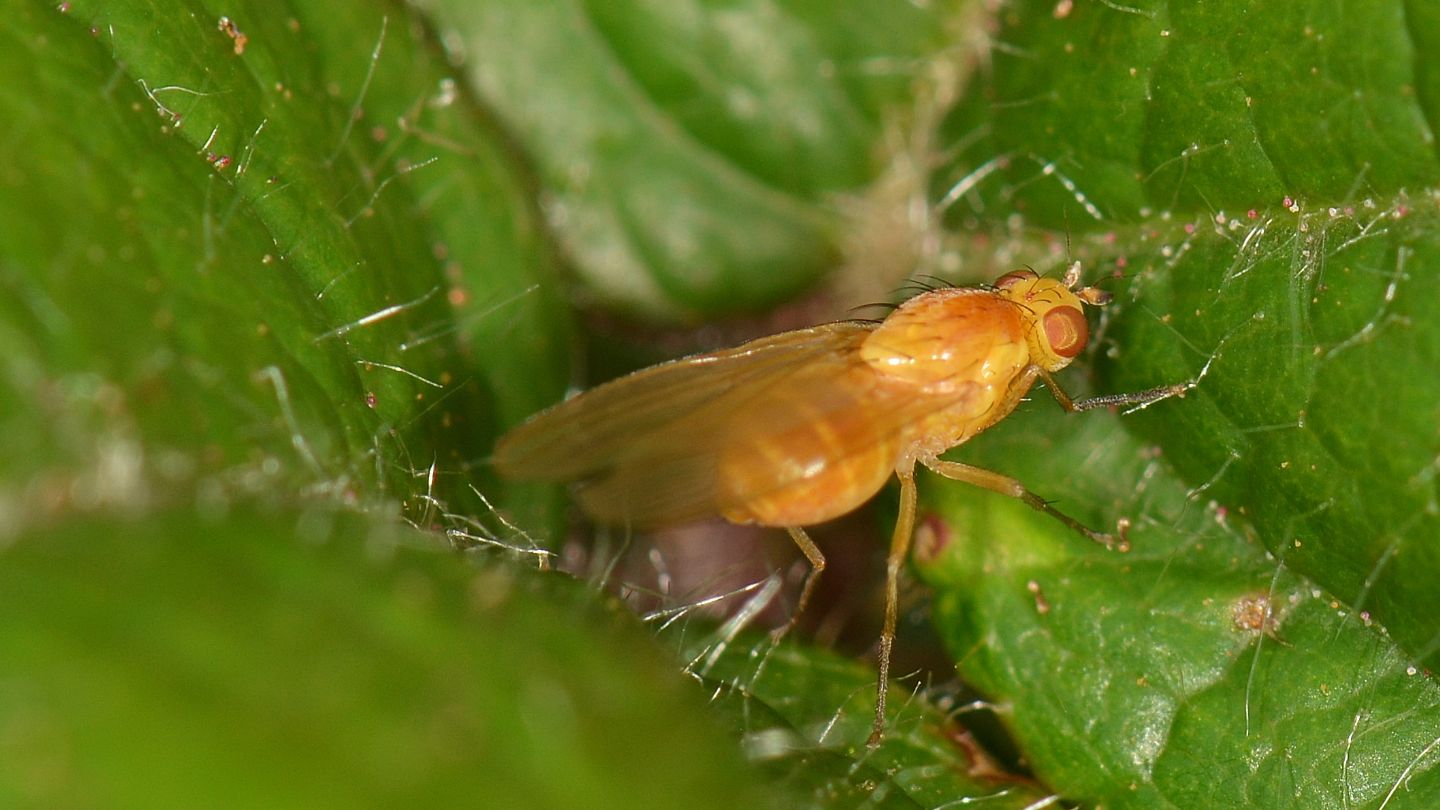 Lauxaniidae: Sapromyza sp.