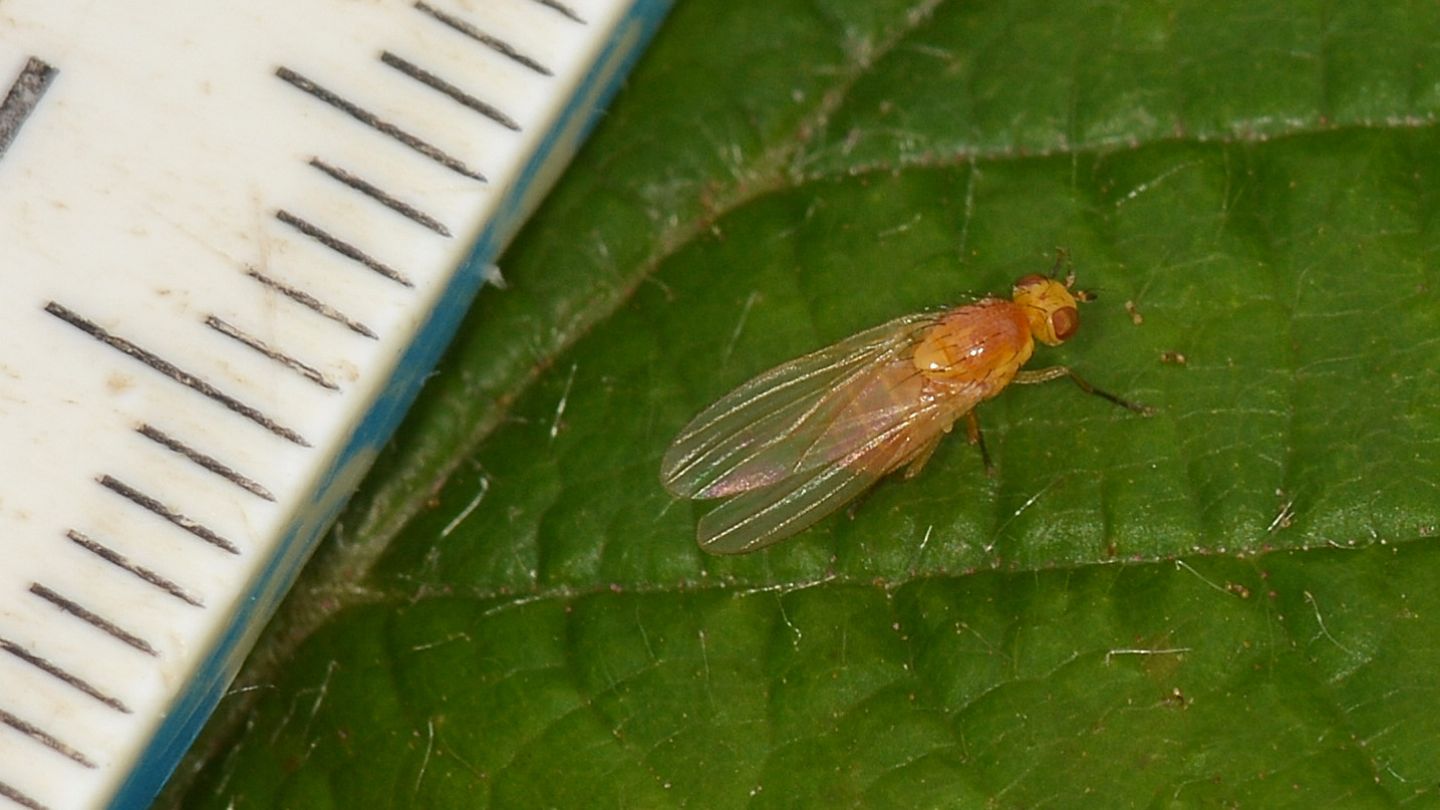 Lauxaniidae: Sapromyza sp.
