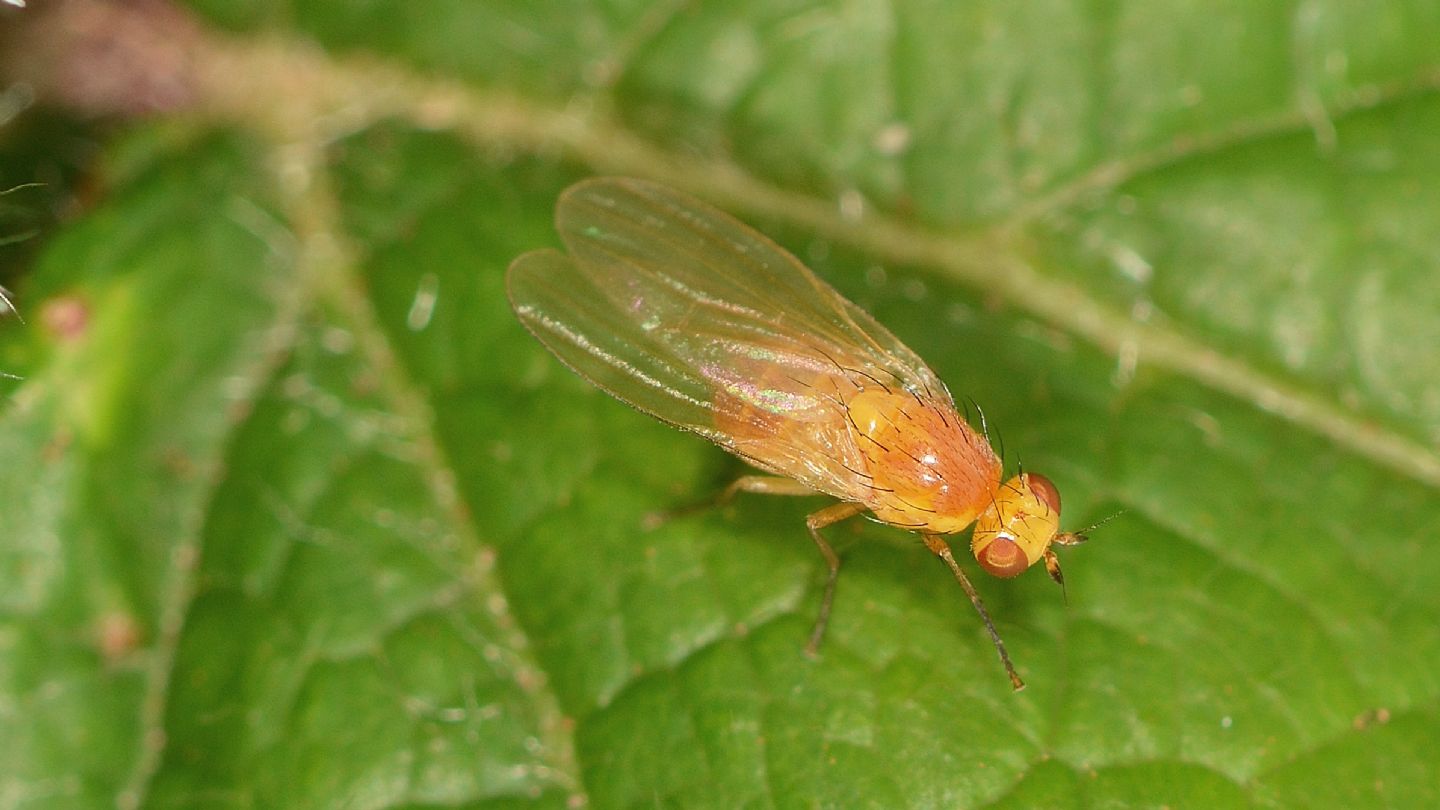 Lauxaniidae: Sapromyza sp.