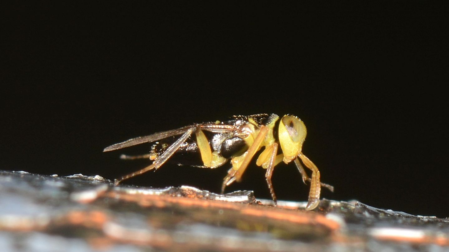 Encyrtidae sp.