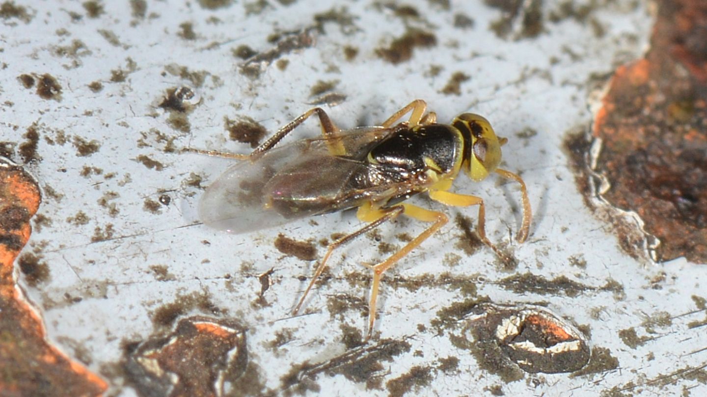 Encyrtidae sp.