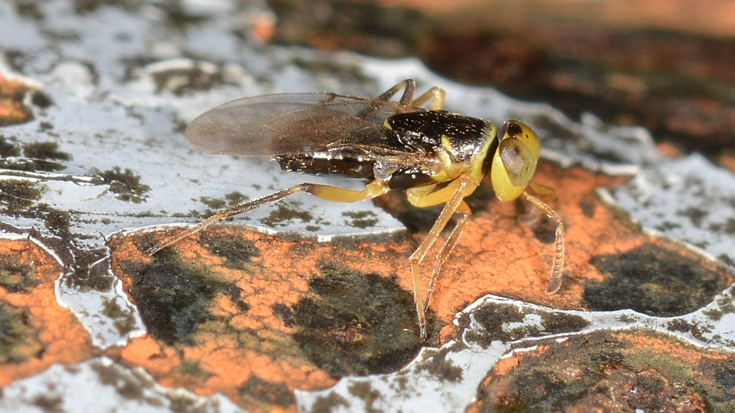 Encyrtidae sp.