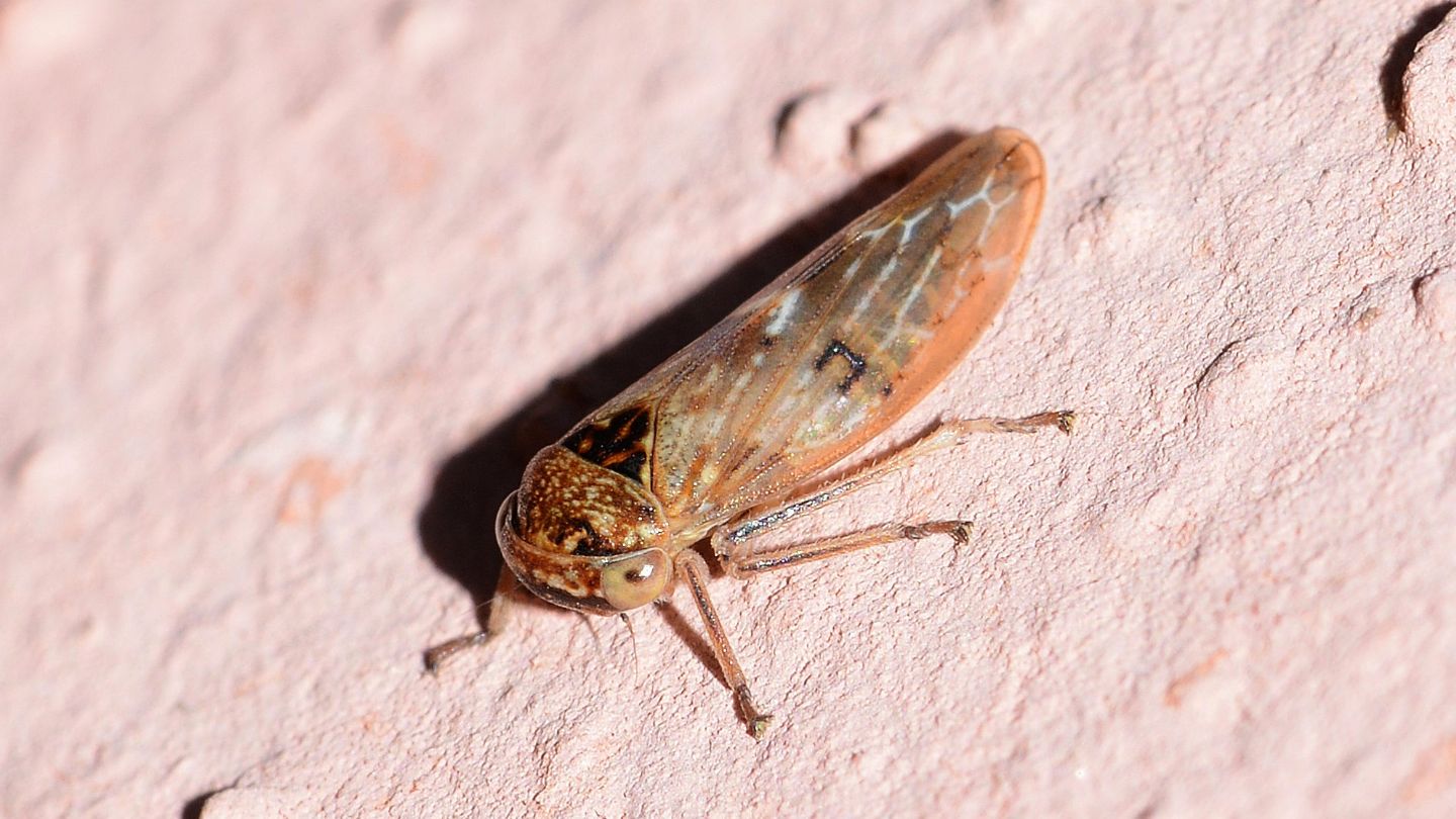 Cicadellidae: Rhytidodus decimusquartus