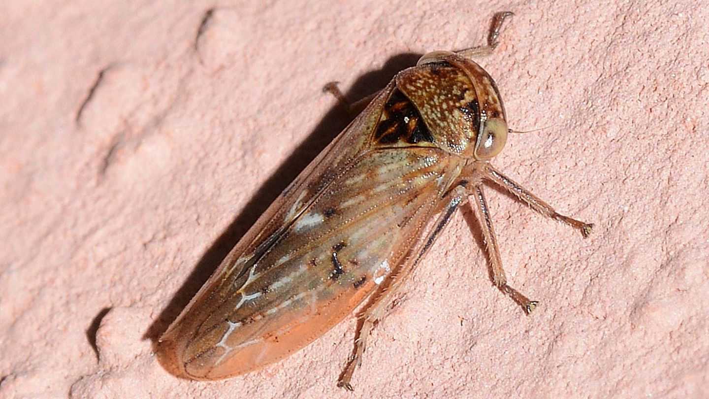 Cicadellidae: Rhytidodus decimusquartus