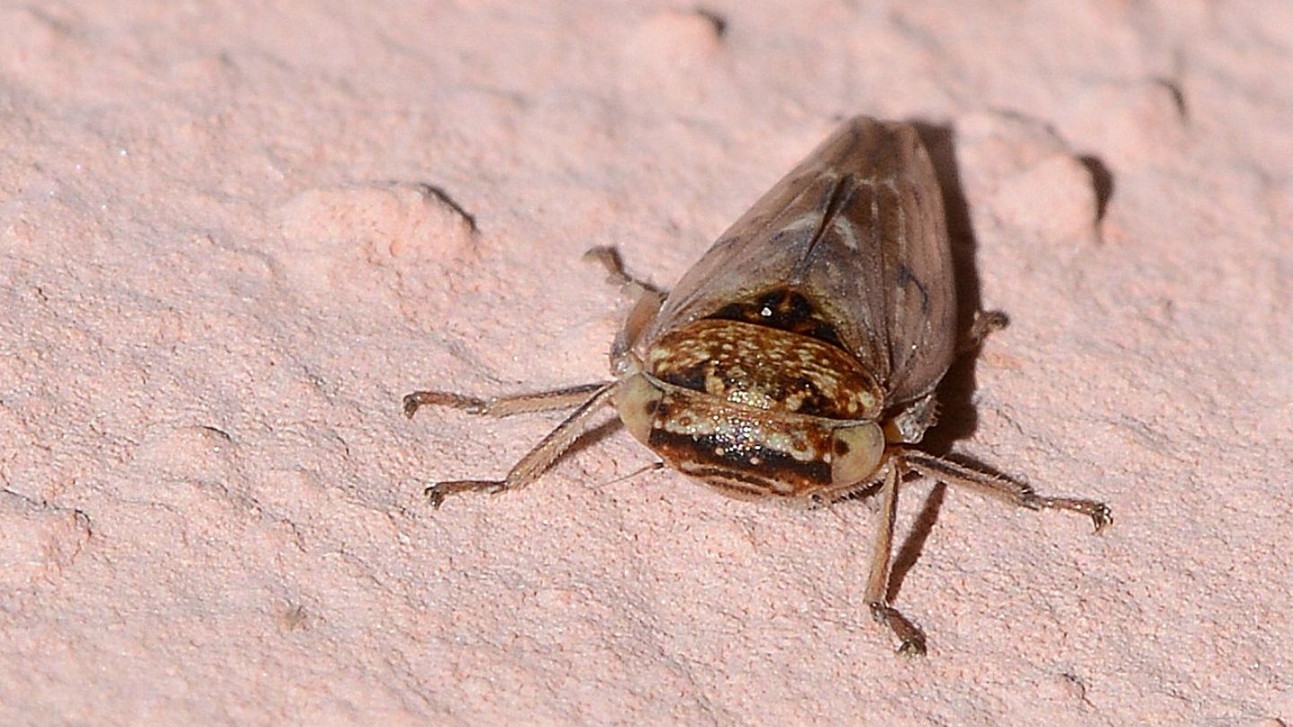 Cicadellidae: Rhytidodus decimusquartus