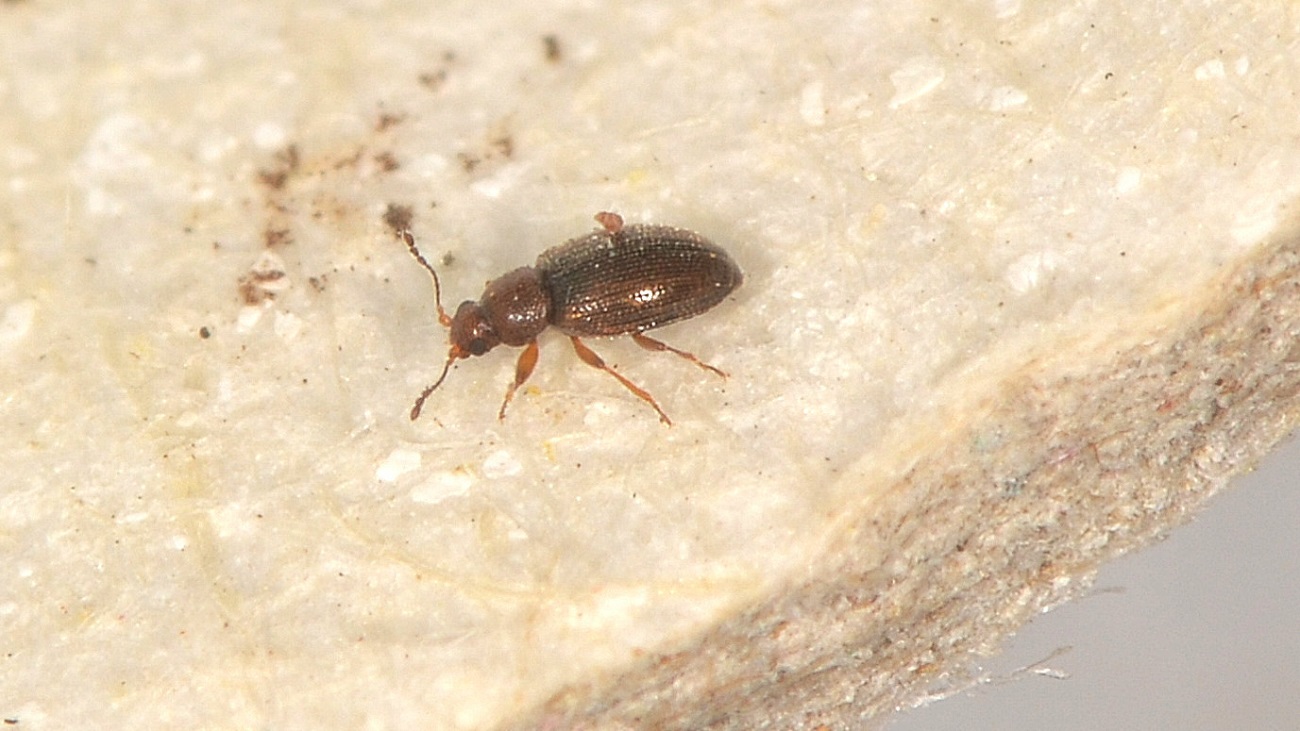 Latridiidae: cfr. Corticarina sp.