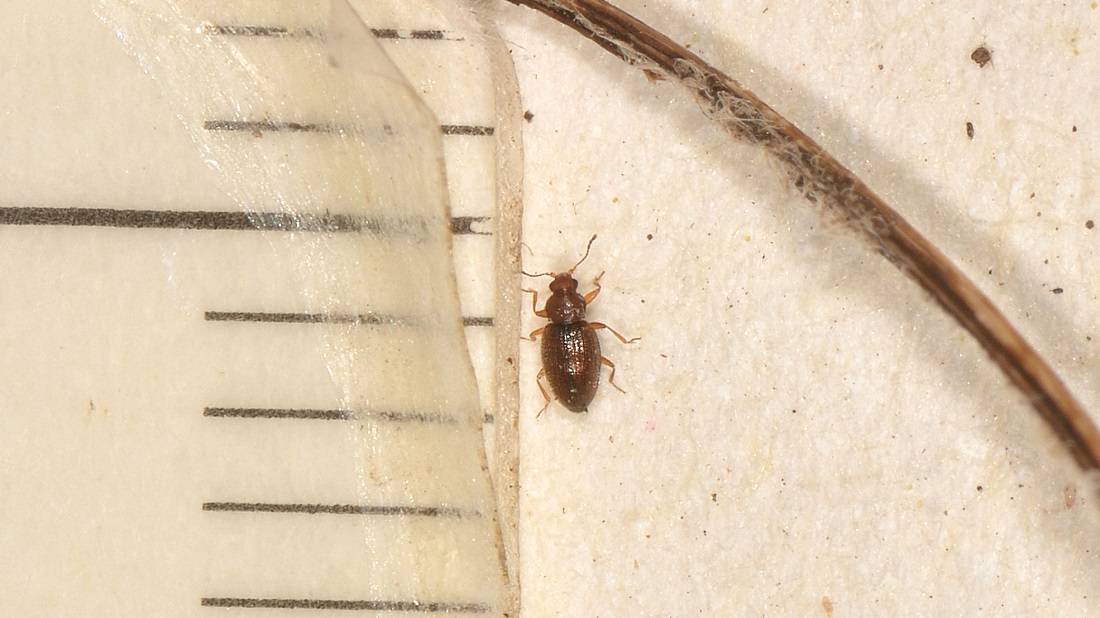 Latridiidae: cfr. Corticarina sp.