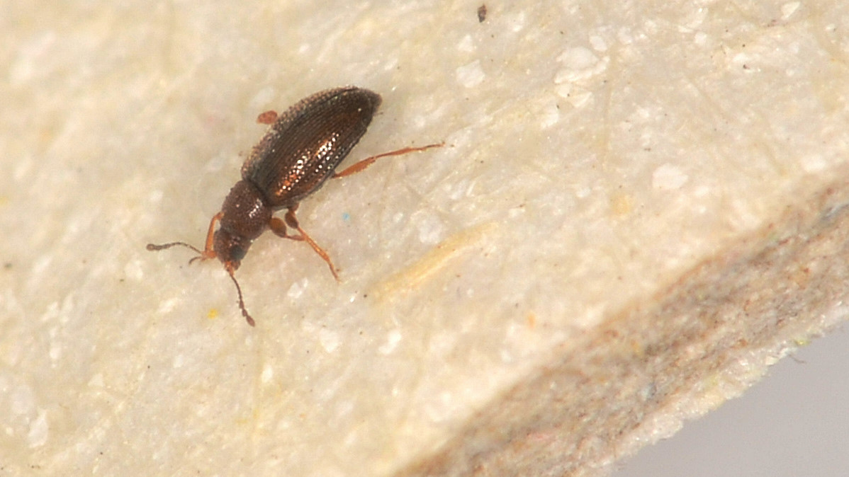 Latridiidae: cfr. Corticarina sp.