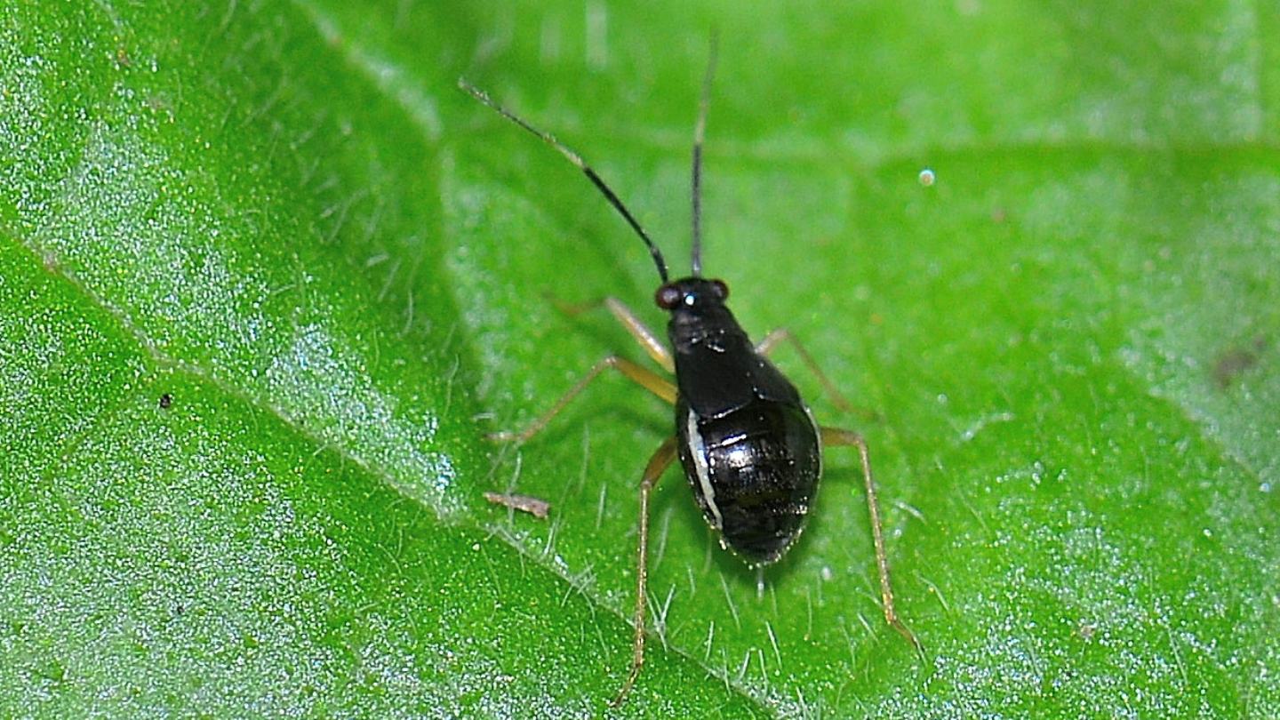 Miridae: Mecomma ambulans