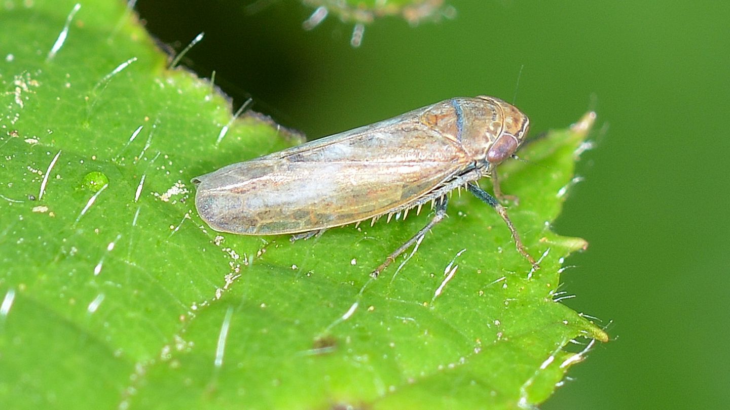Cicadella femori azzurri:  Speudotettix subfusculus (Cicadellidae)