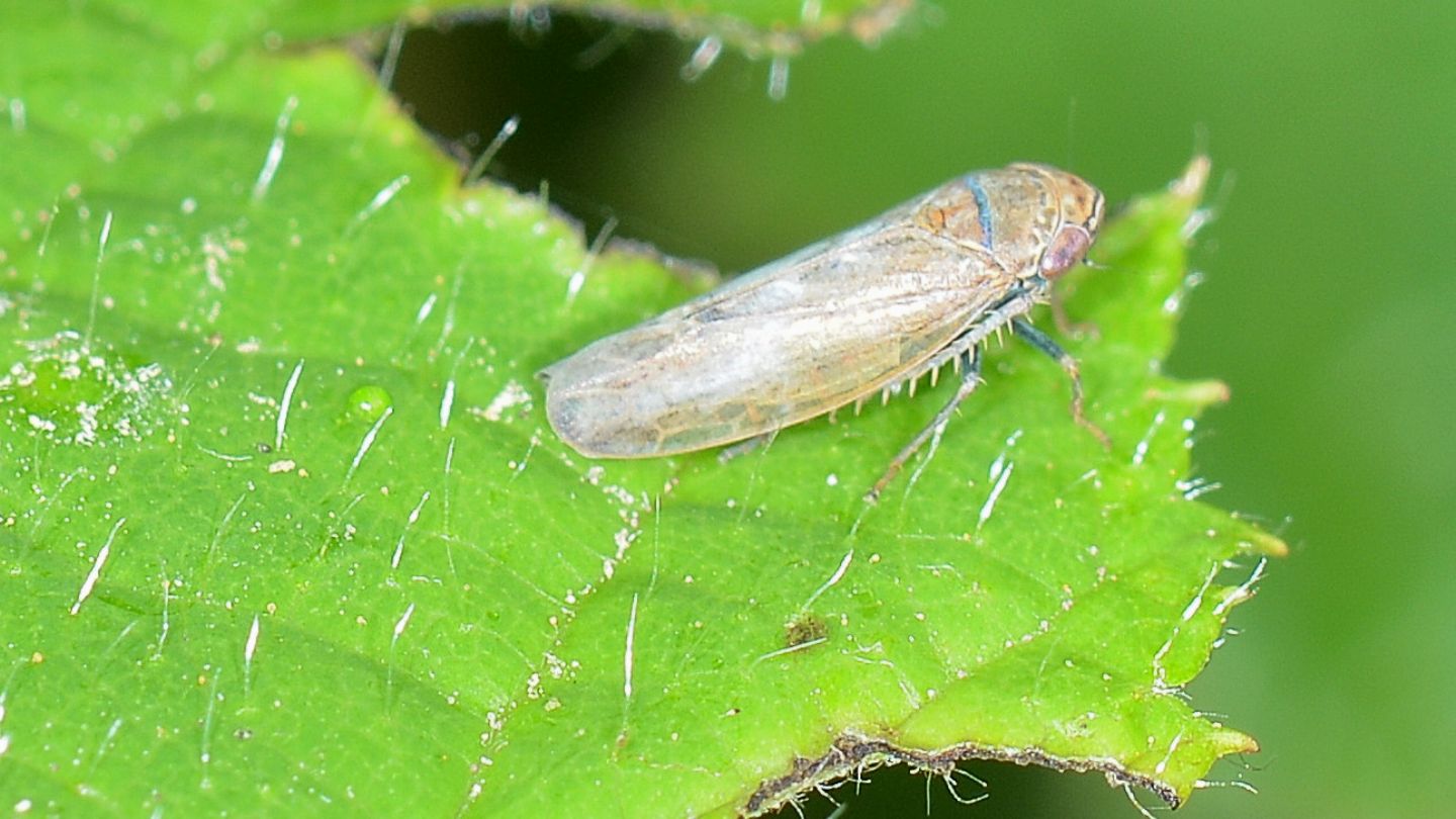 Cicadella femori azzurri:  Speudotettix subfusculus (Cicadellidae)