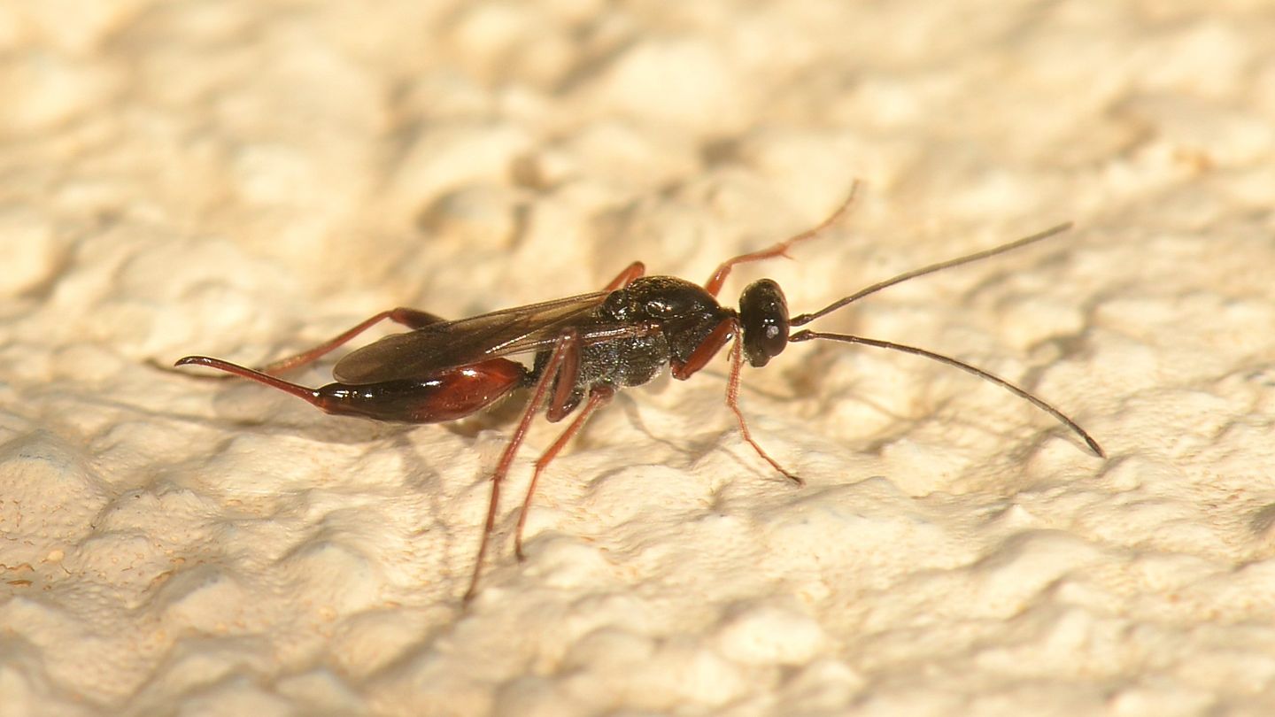 forse Braconidae ? No, Proctotrupidae:   Proctotrupes gravidator, femmina