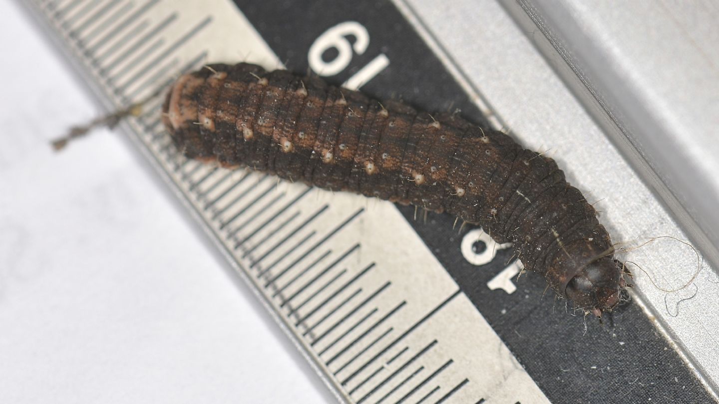 Larva invernale