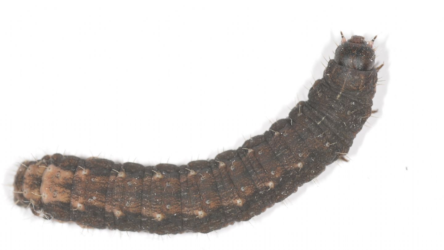 Larva invernale