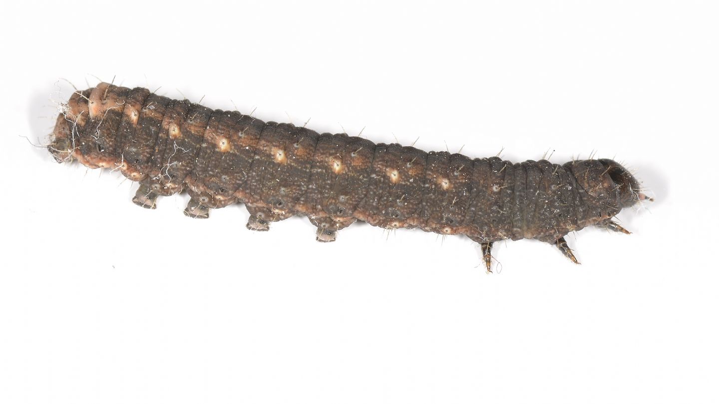 Larva invernale