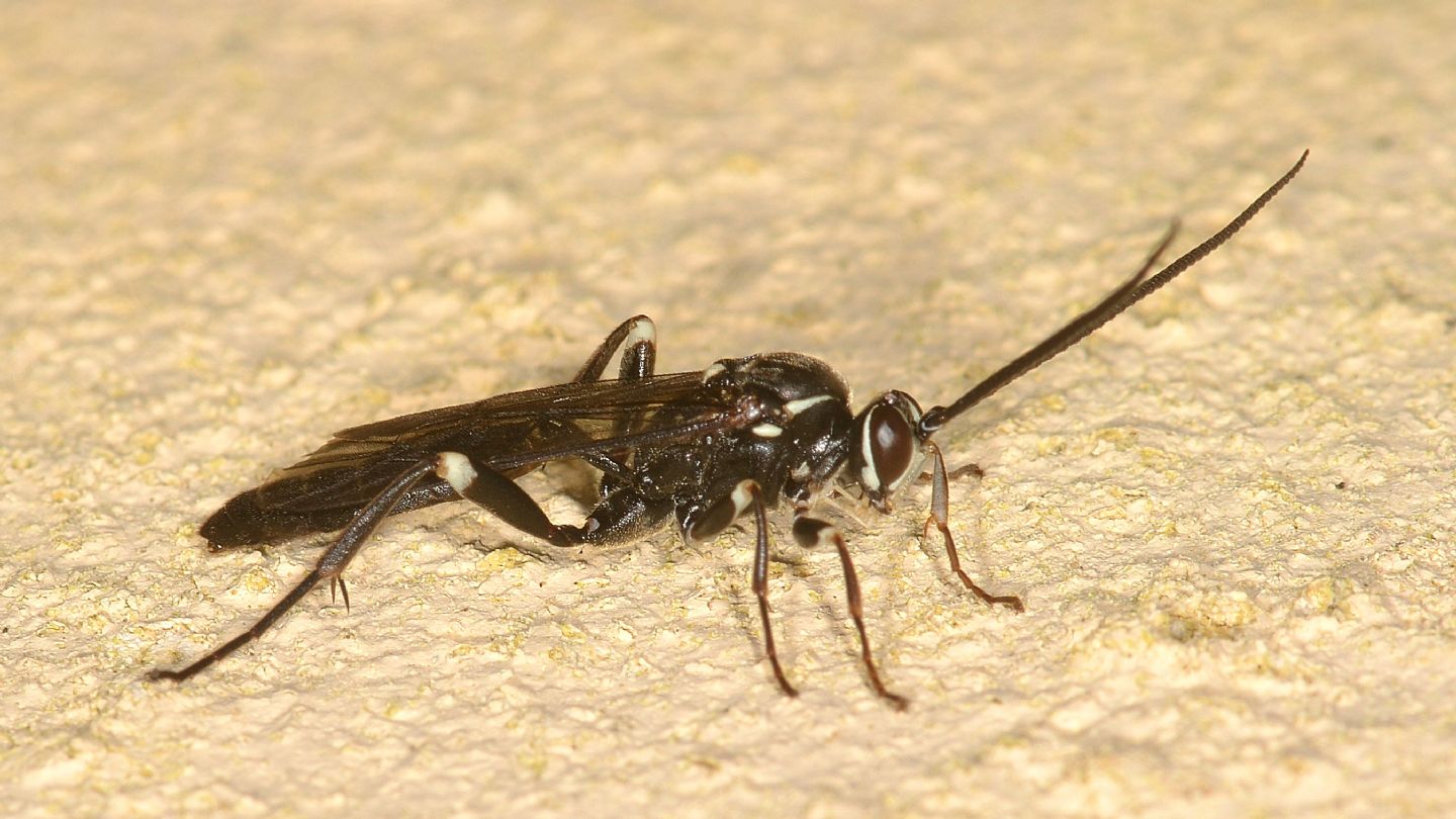Ichneumonidae nero e bianco