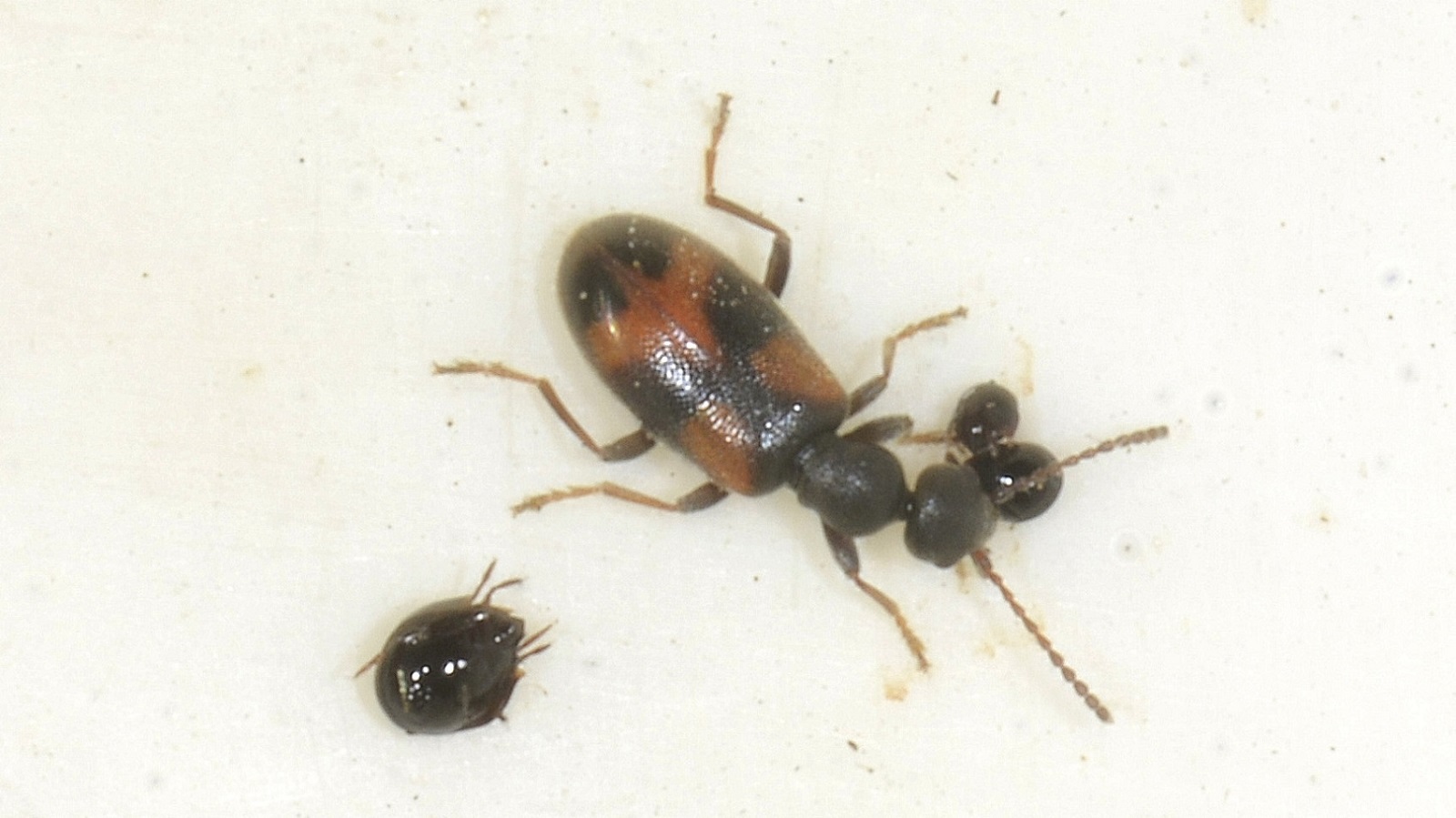 Anthicidae: Anthicus antherinus o A. invreai