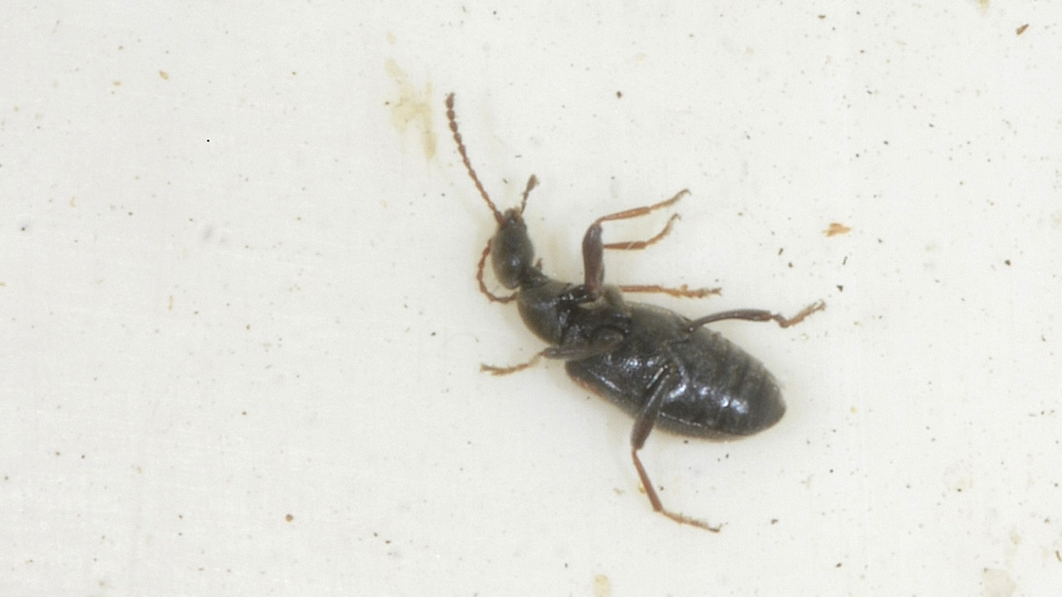 Anthicidae: Anthicus antherinus o A. invreai