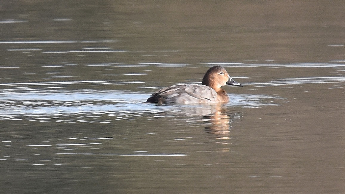 Moriglione (Aythya ferina), femmina